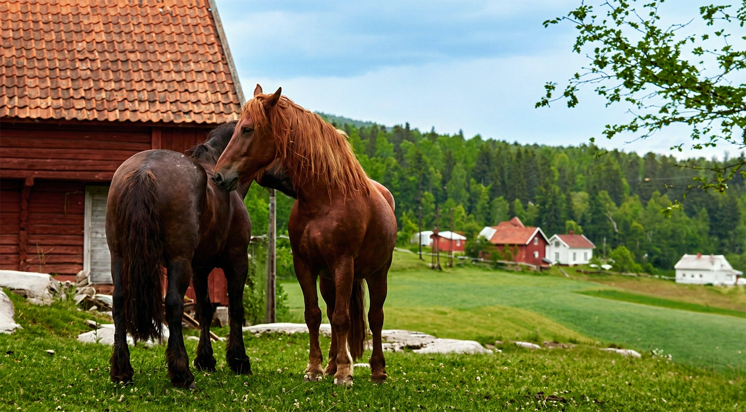 Restaurert bilde av to hester på et jorde