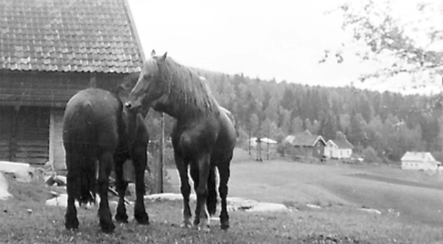 Skadet og uklart bilde av to hester på et jorde.